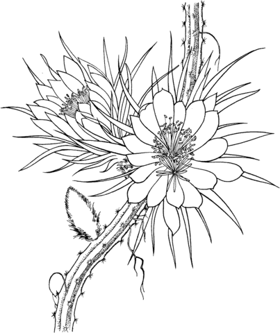 Selenicereus Grandiflorus Queen Of The Night Cactus Coloring Page